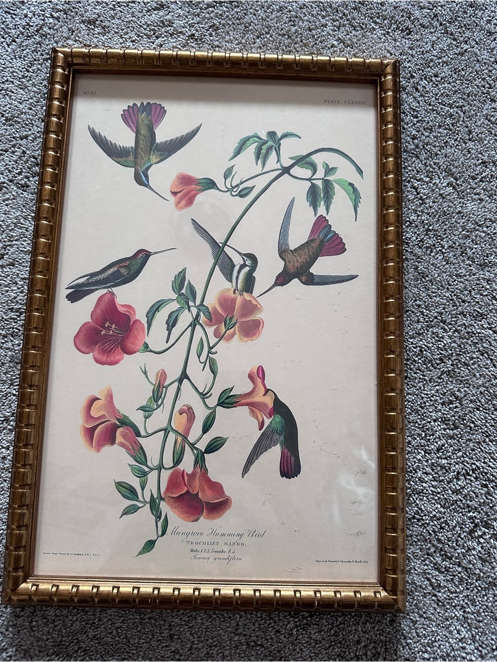 Framed Hummingbird Wall Art Print in Green, Pink and Gold
